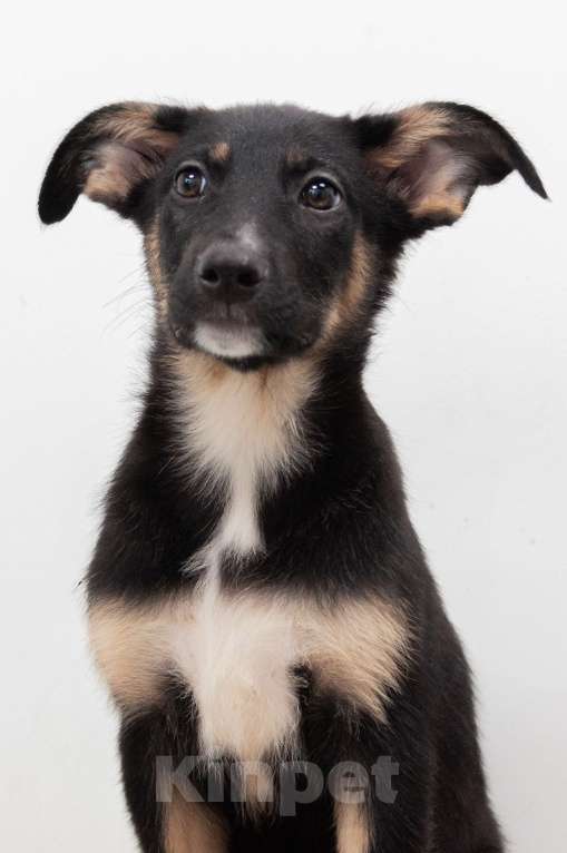 Собаки в Москве: Щенок-девочка в добрые руки Девочка, Бесплатно - фото 2