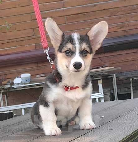 Собаки в Москве: Девочка. Ближнее Подмосковье. Девочка, 40 000 руб. - фото 3