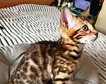 Кошки в Самаре: Бенгальский мальчишка Veritay Bentley  Мальчик, 60 000 руб. - фото 10