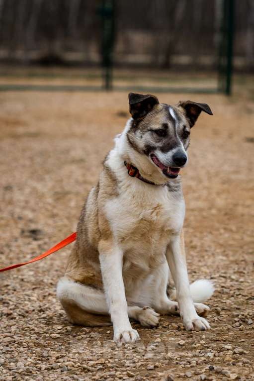 Собаки в Москве: Дейзи Девочка, Бесплатно - фото 11