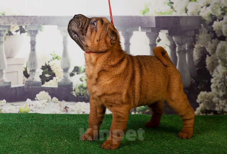 Собаки в Москве: Щенок шарпея Драгон и его однопометники (Москва) Мальчик, 25 000 руб. - фото 5