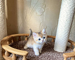 Кошки в Волгограде: Котёнок золотого окраса Девочка, Бесплатно - фото 2