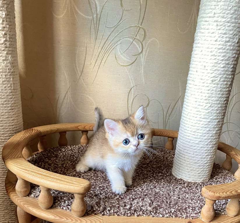 Кошки в Волгограде: Котёнок золотого окраса Девочка, Бесплатно - фото 2
