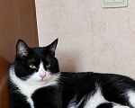 Кошки в Томске: Котик Семён Мальчик, Бесплатно - фото 1