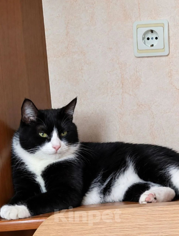 Кошки в Томске: Котик Семён Мальчик, Бесплатно - фото 1