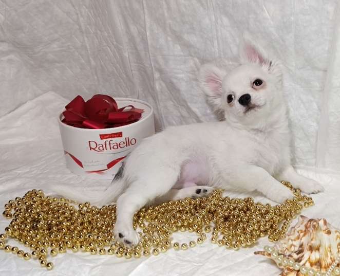 Собаки в Санкт-Петербурге: Щенок чихуахуа, снежный мальчик Мальчик, 100 000 руб. - фото 4