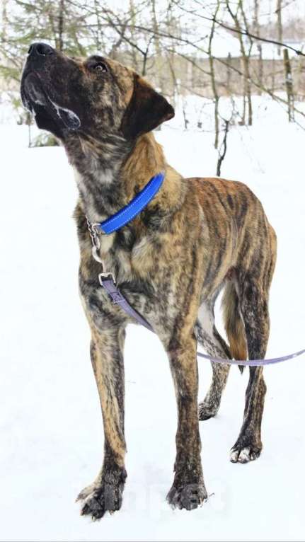 Собаки в Москве: Роскошный канарский дог по имени Лорд в добрые руки Мальчик, Бесплатно - фото 4