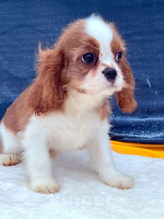 Собаки в Санкт-Петербурге: БЕСТ ИЛРЕАН ИЛЬВЕЙН Мальчик, 100 000 руб. - фото 4