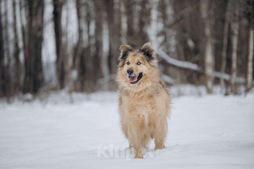 Собаки в Москве: Ласковый мальчик в добрые руки! Мальчик, Бесплатно - фото 8