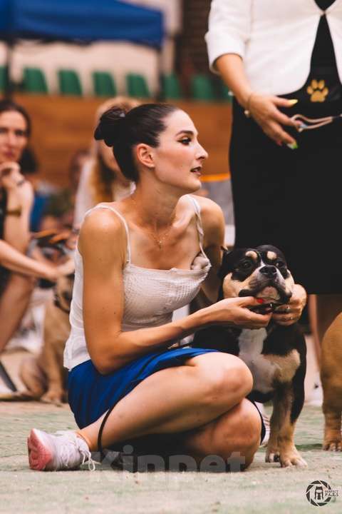 Собаки в Нижнем Новгороде: Американский Булли покет  Мальчик, Бесплатно - фото 1