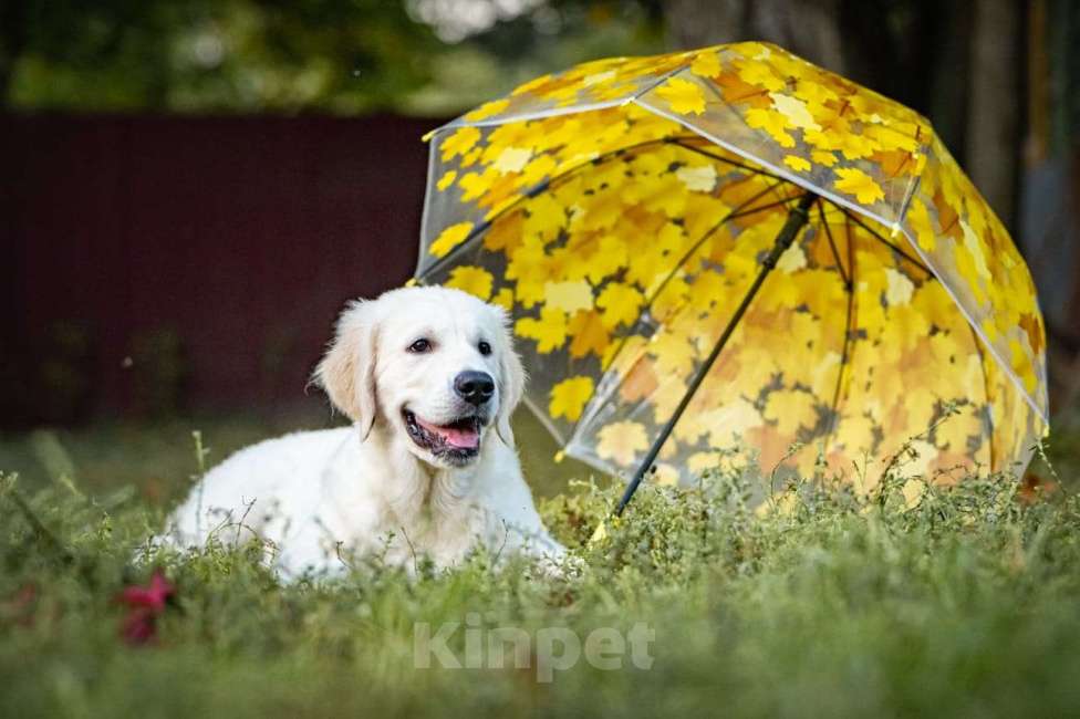 Собаки в Мытищах: Золотистый ретривер, щенок Мальчик, 60 000 руб. - фото 1