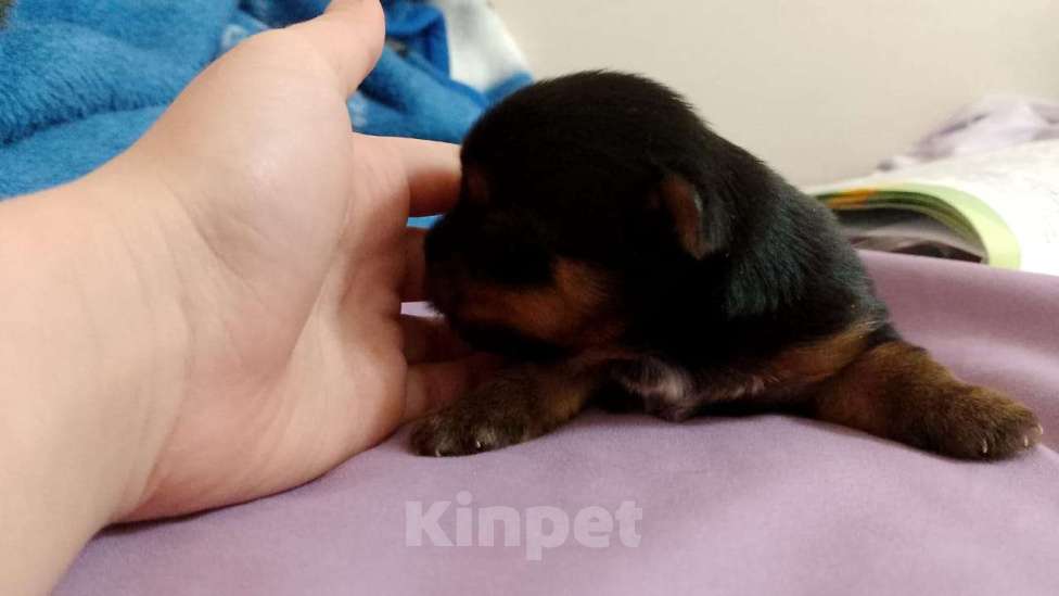 Собаки в Ростове-на-Дону: Йоркширский терьер  Мальчик, 35 000 руб. - фото 1