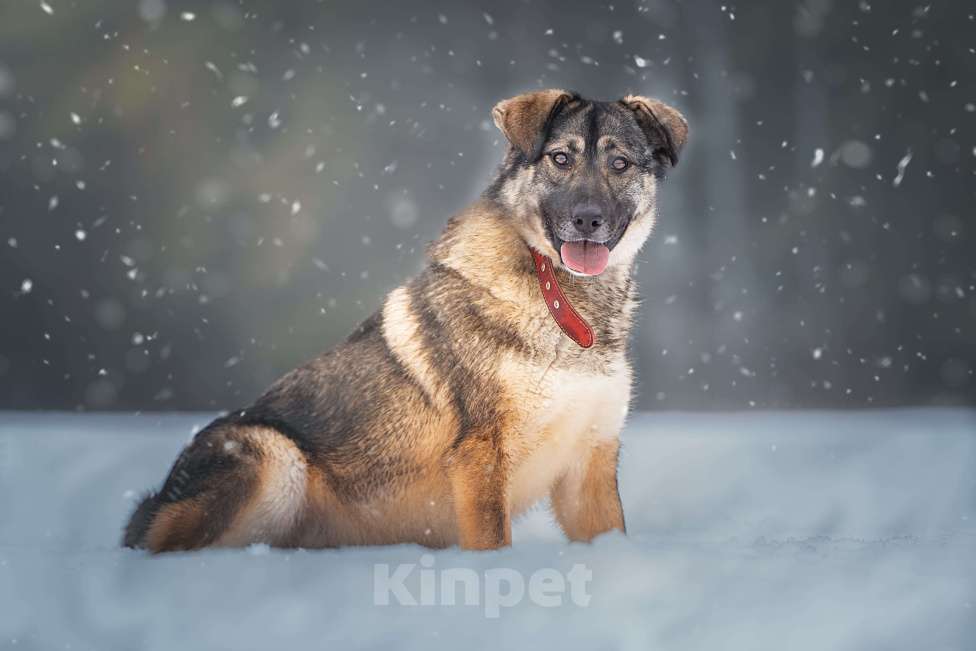 Собаки в Клине: Эстери — яркая звёздочка Девочка, Бесплатно - фото 2