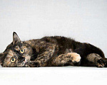 Кошки в Москве: Очень скромная и дружелюбная кошка Искра в добрые руки Девочка, Бесплатно - фото 3
