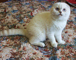 Кошки в Нытве: Вислоухая девочка Девочка, 20 000 руб. - фото 1