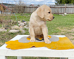 Собаки в Долгопрудном: Лабрадор щенок палевый девочка 2 мес. РКФ Девочка, 50 000 руб. - фото 2