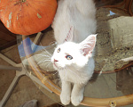 Кошки в Долгопрудном: Крем на серебре мейн-кун  Мальчик, 60 000 руб. - фото 8
