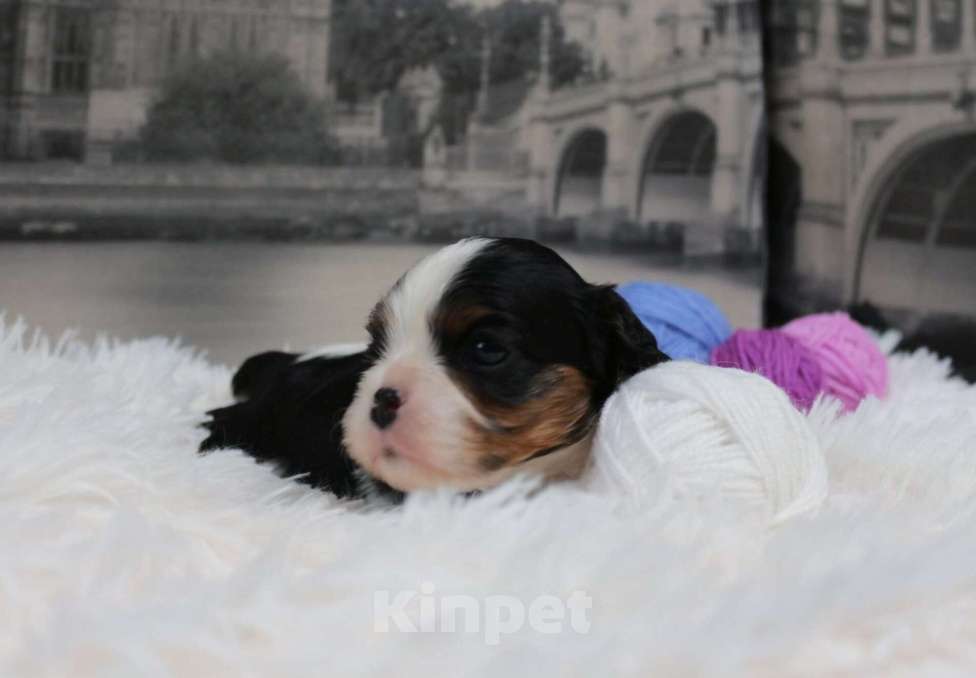 Собаки в Старом Осколе: Девочка триколор кавалер кинг чарльз спаниель Девочка, 100 000 руб. - фото 5