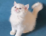 Кошки в Калуге: Raffaella SFS 71 ny 1233 Девочка, Бесплатно - фото 2