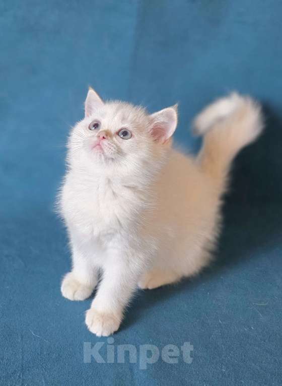 Кошки в Калуге: Raffaella SFS 71 ny 1233 Девочка, Бесплатно - фото 2