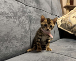 Кошки в Москве: Бенгальские котята Девочка, 25 000 руб. - фото 2