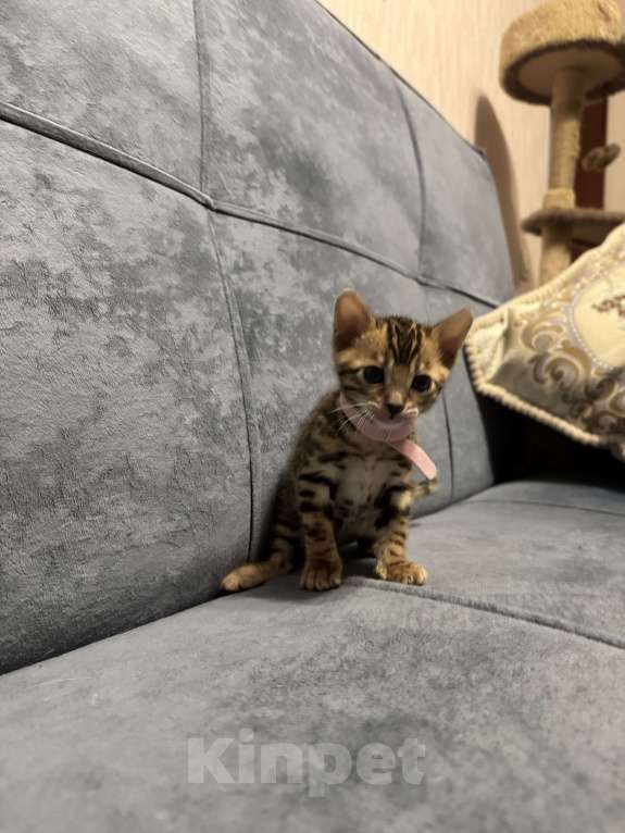 Кошки в Москве: Бенгальские котята Девочка, 25 000 руб. - фото 2
