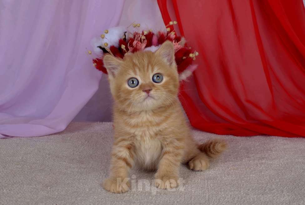 Кошки в Санкт-Петербурге: Британский котик солнечного окраса Мальчик, 45 000 руб. - фото 3