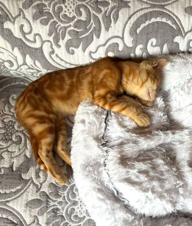 Кошки в Москве: Рыжий мраморный котёнок Симба в добрые руки Мальчик, 1 руб. - фото 2