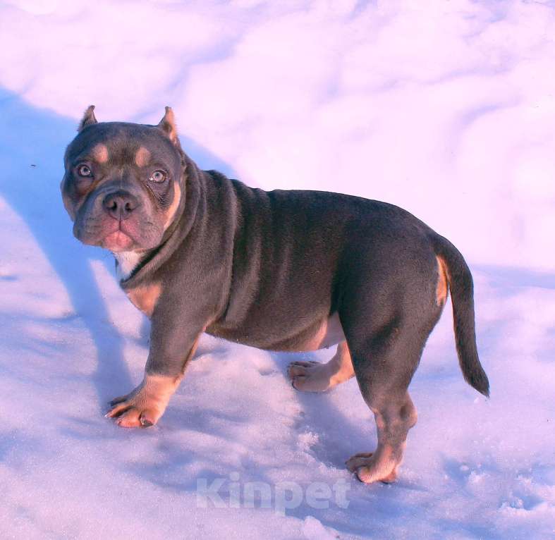 Собаки в Люберцах: Девочка- булли Девочка, 80 000 руб. - фото 7