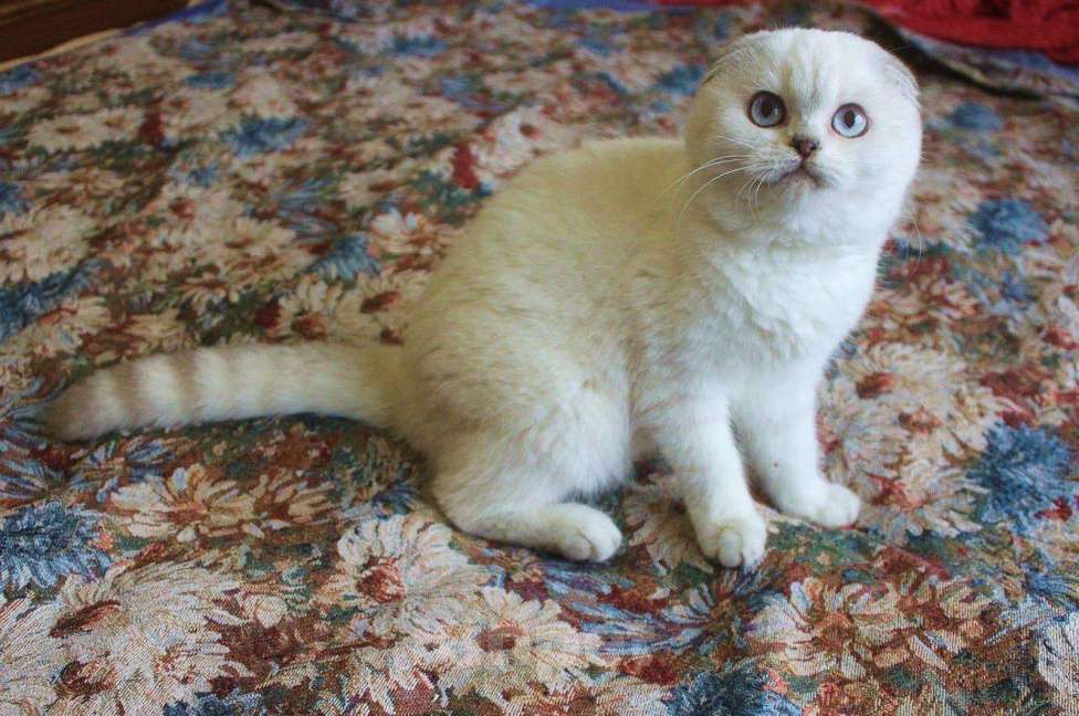 Кошки в Нытве: Вислоухая девочка Девочка, 20 000 руб. - фото 1