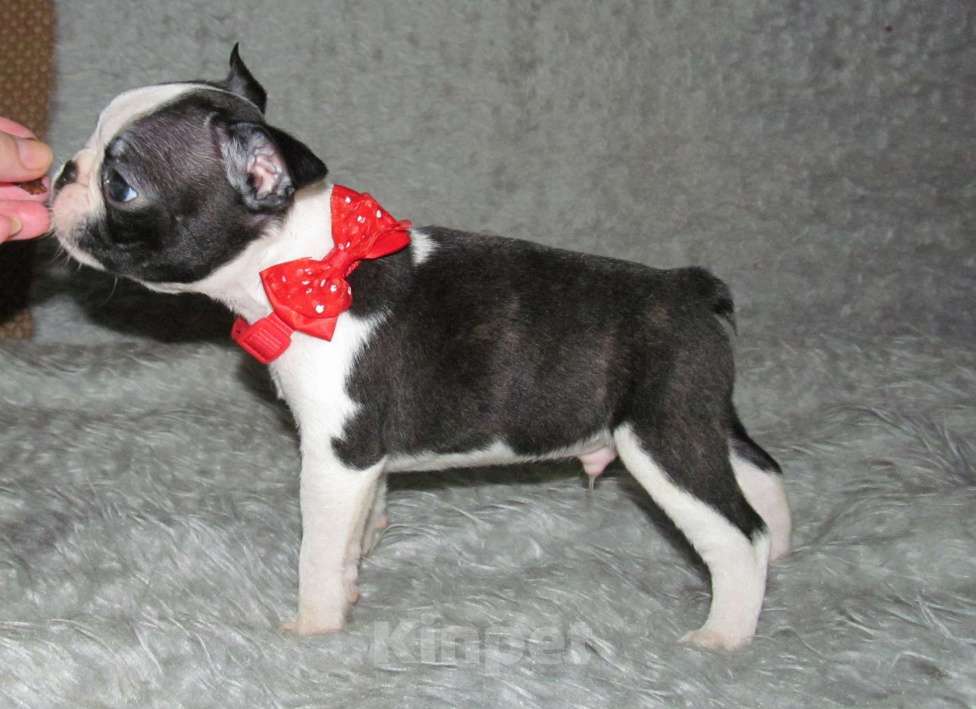 Собаки в Пскове: Щенки бостон терьера Мальчик, 50 000 руб. - фото 5