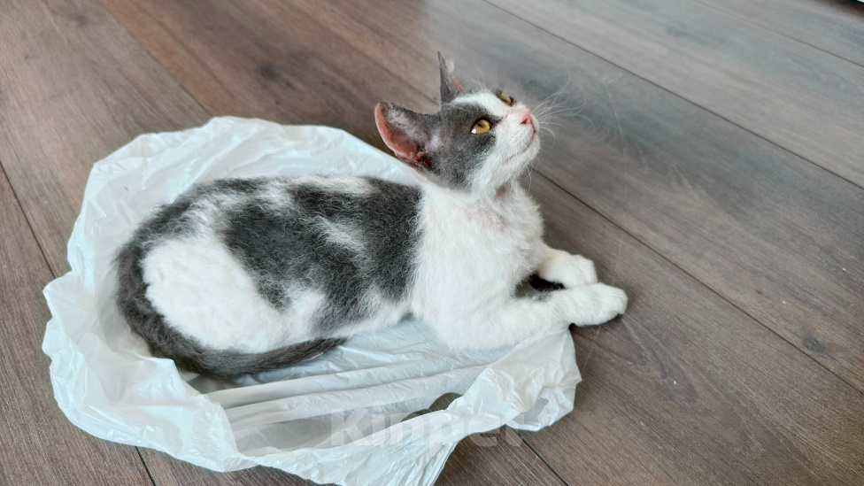 Кошки в Красноярске: Отдам в добрые руки котенка девочку. Девочка, Бесплатно - фото 2