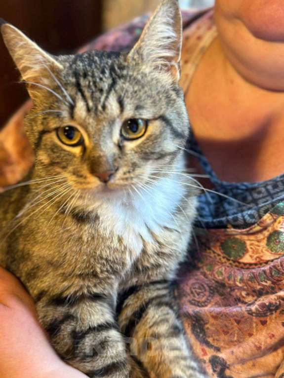 Кошки в других городах Московской области: Кот Василий ищет дом и семью  Мальчик, Бесплатно - фото 5