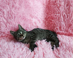 Кошки в Санкт-Петербурге: Мимимишный малютка, серый  котенок 2 мес Мальчик, 200 руб. - фото 4