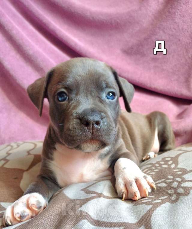 Собаки в Самаре: Очаровательнве щенки амстаффа Мальчик, 80 000 руб. - фото 2