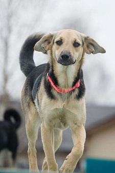 Небольшая забавная собачка Глори в дар