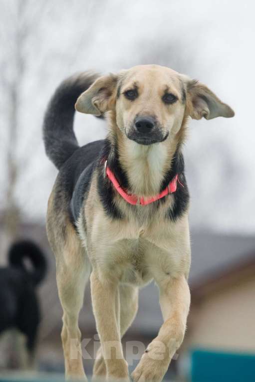 Собаки в Москве: Небольшая забавная собачка Глори в дар Девочка, 1 руб. - фото 1