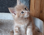 Кошки в Одинцово: Котёнок Мейн-кун Девочка, 30 000 руб. - фото 3