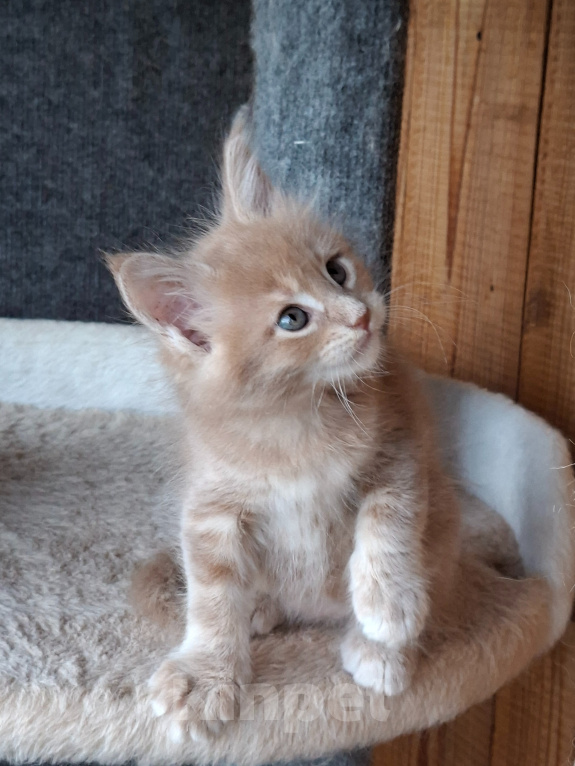 Кошки в Одинцово: Котёнок Мейн-кун Девочка, 30 000 руб. - фото 3