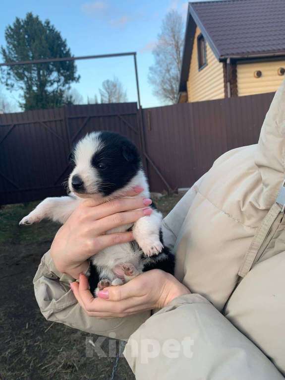 Собаки в других городах Ленинградской области: Аси Девочка, Бесплатно - фото 2