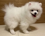 Собаки в Бийске: Продам щенка шпица Мальчик, 80 000 руб. - фото 3