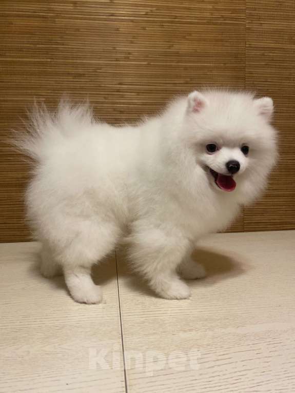 Собаки в Бийске: Продам щенка шпица Мальчик, 80 000 руб. - фото 3