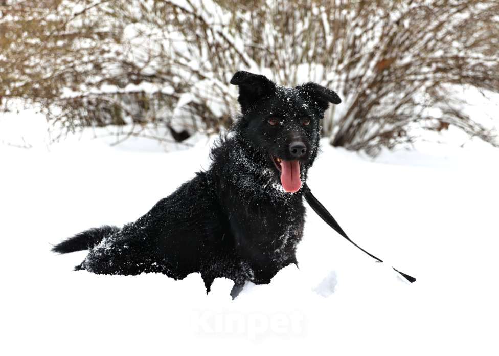 Собаки в Москве: Собака бесплатно Москва Мальчик, Бесплатно - фото 2