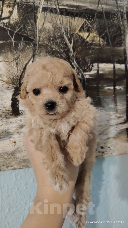 Собаки в Мытищах: Пушон бишпу Девочка, 180 000 руб. - фото 3