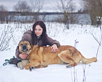 Собаки в Наро-Фоминске: Панчо: для тех, кто любит размах, размер и рыжих Мальчик, Бесплатно - фото 10