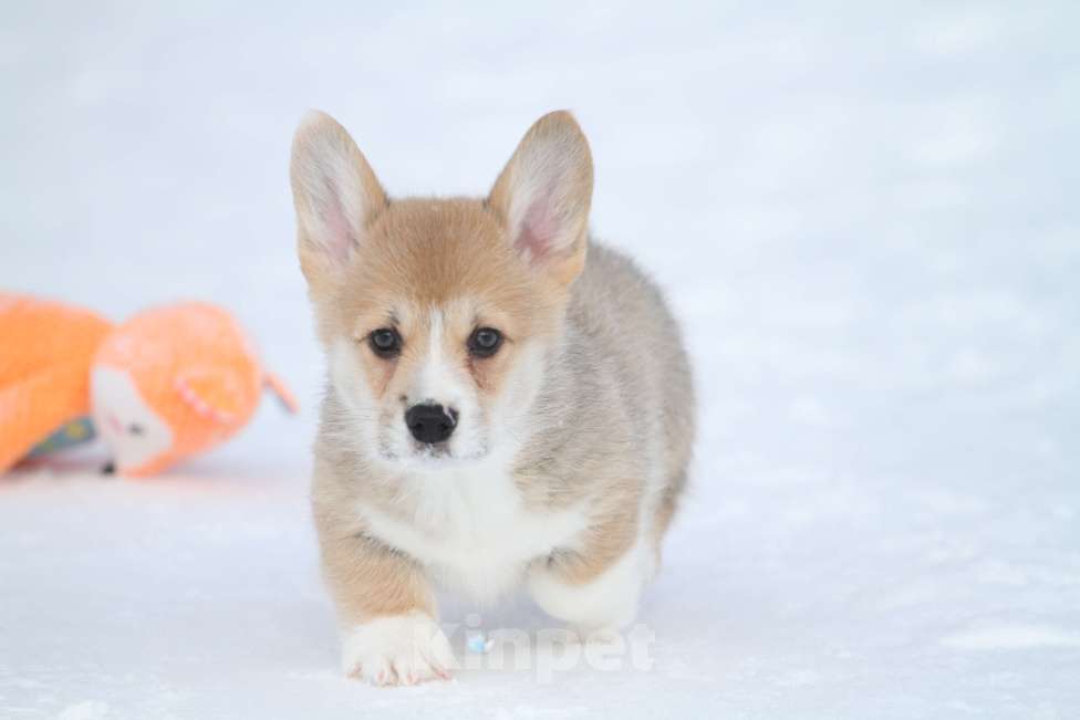 Собаки в Москве: Вельш корги пемброк Мальчик, Бесплатно - фото 5