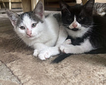 Кошки в других городах Московской области: Отдам в хорошие руки котика, окрас серо- белый! Добрый, ласковый, приученный к лотку! Мальчик, Бесплатно - фото 4