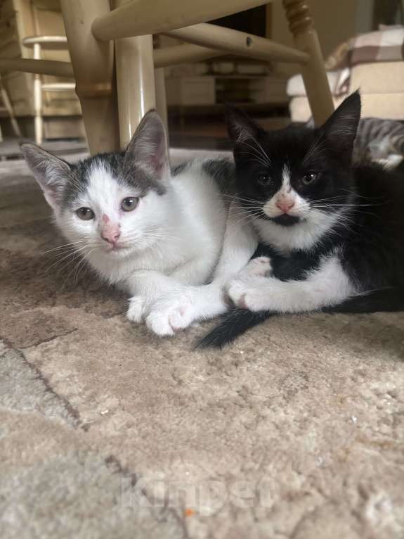 Кошки в других городах Московской области: Отдам в хорошие руки котика, окрас серо- белый! Добрый, ласковый, приученный к лотку! Мальчик, Бесплатно - фото 4