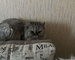 Кошки в Челябинске: Кошечка ищет хозяев Девочка, Бесплатно - фото 1