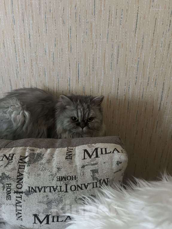 Кошки в Челябинске: Кошечка ищет хозяев Девочка, Бесплатно - фото 1